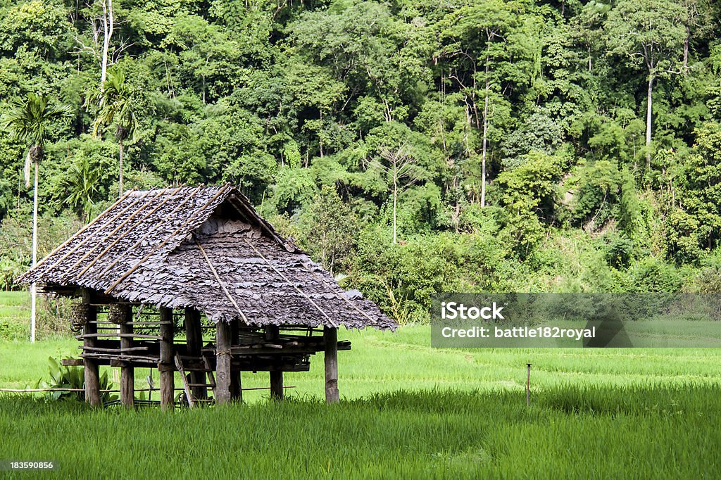 Terraza arroz campos pasos. - Foto de stock de Agricultura libre de derechos