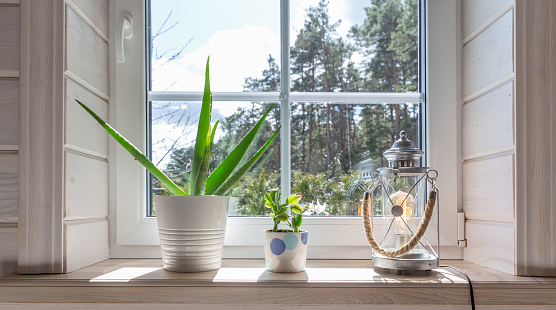 Group of houseplant aloe vera and and white Schlumberger on white wooden windowsill in Scandinavian-style room. Home decoration lifestyle