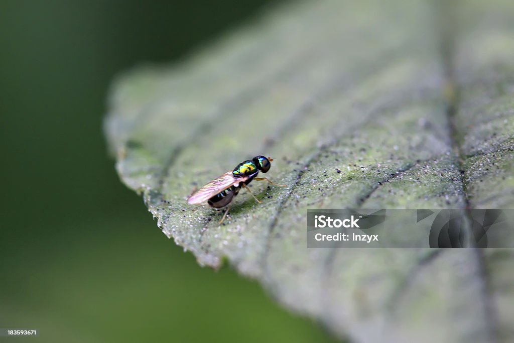 muscidae insetos - Foto de stock de Adulto royalty-free