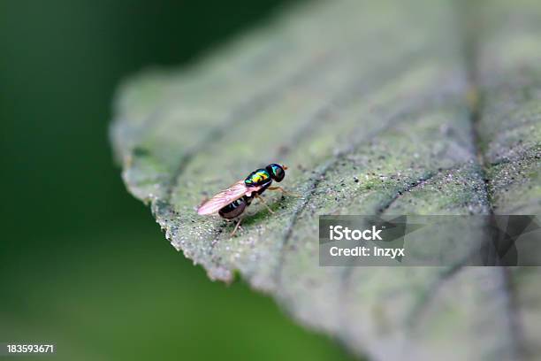 Foto de Muscidae Insetos e mais fotos de stock de Adulto - Adulto, Agricultura, Animal