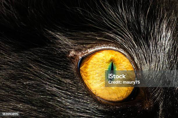 Ojo De Gato Foto de stock y más banco de imágenes de Lobo - Lobo, Ojo, Macrofotografía