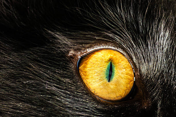 Eye Cat Stock Photo - Download Image Now - Eye, Wolf, National Geographic  Society - iStock