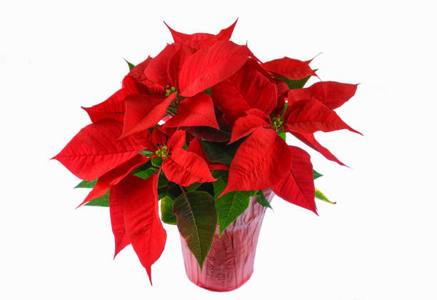 poinsettia de natal vermelha isolada no fundo branco - isolated on white growth symbol poinsettia - fotografias e filmes do acervo