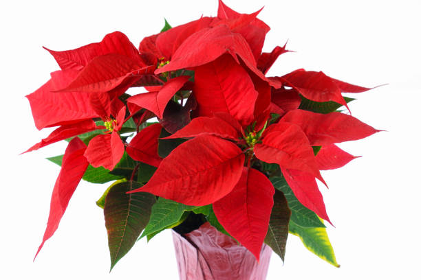 白い背景で隔離された赤いクリスマスポインセチア - isolated on white growth symbol poinsettia ストックフォトと画像