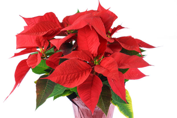 istock red Christmas poinsettia isolated on white background 1835941575
