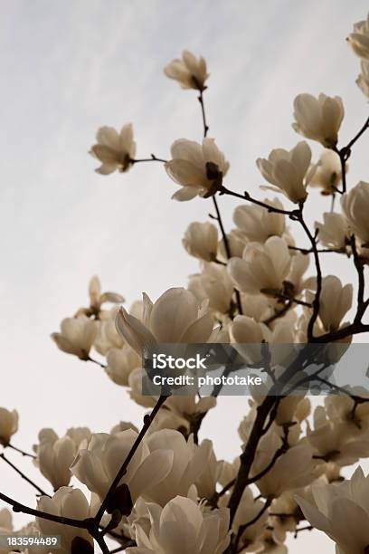 Foto de Magnolia e mais fotos de stock de Arrumado - Arrumado, Beleza natural - Natureza, Botânica - Assunto