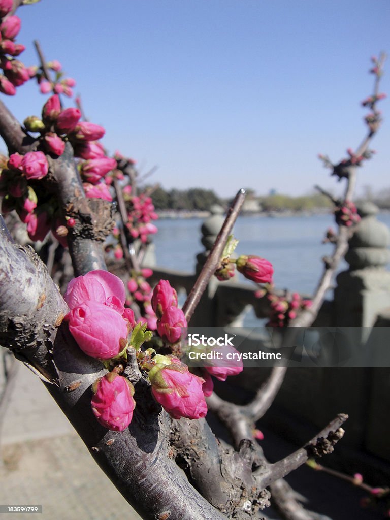 Red blooming flowers at Summer Palace Focus on the red blooming flowers at Summer Palace during spring, Beijing, China. Beautiful People Stock Photo