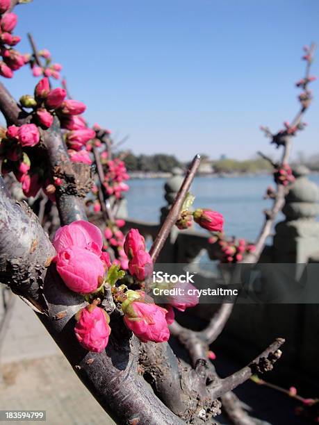 Red Blooming Flowers At Summer Palace Stock Photo - Download Image Now - Beautiful People, Beauty, Beauty In Nature