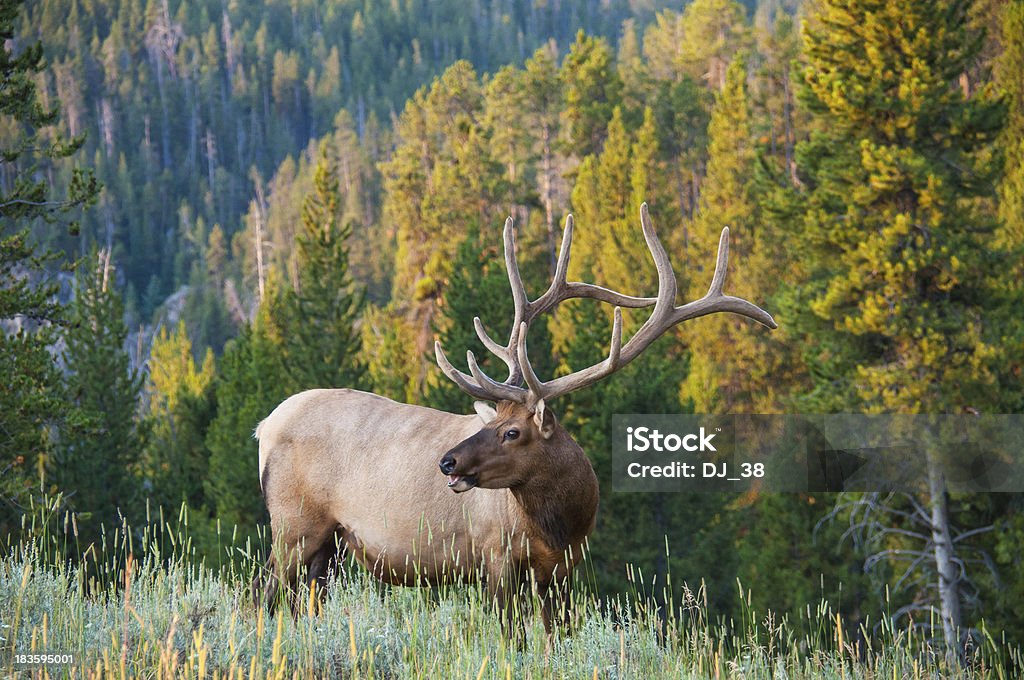 Elk - Photo de Wapiti libre de droits