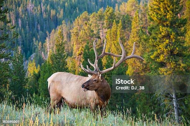 Photo libre de droit de Elk banque d'images et plus d'images libres de droit de Wapiti - Wapiti, Montana - Ouest Américain, Parc National de Yellowstone