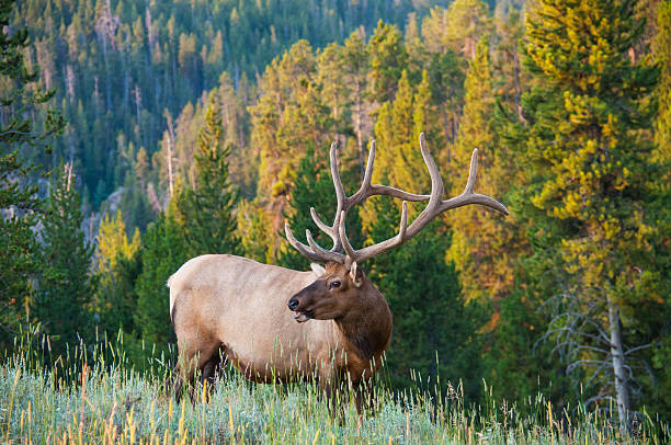 Bull Elk With Velvet Antlers Lying In Pine Forest At Sunrise In Rocky  Mountain National Park, CO By Georgia Evans, Rocky Mountain National Park  Elk