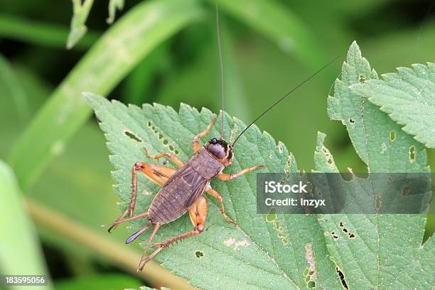 Cricket Nymphs - zdjęcia stockowe i więcej obrazów Biologia - Nauka - Biologia - Nauka, Bliskie zbliżenie, Błyszczący