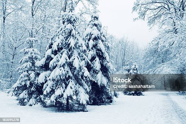 Fir At Winter Stock Photo - Download Image Now - Beauty In Nature, Blizzard, Climate
