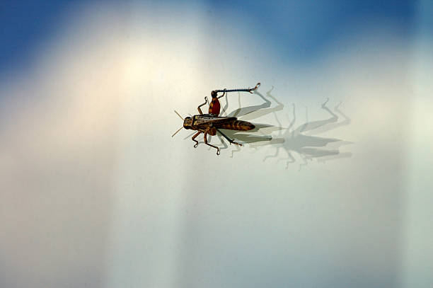 Grasshopper on a window pane stock photo