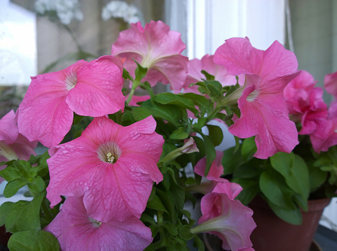 Petunia grandiflora Eagle Pink Vein on windowsill. Popular bright flowers in city. Blooming Garden on balcony. Home Gardening. Comfortable urban environment. Green ecology area. House Flowerbed.