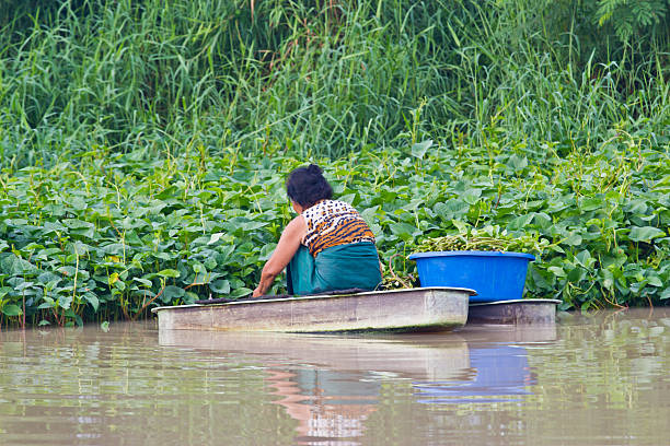 istock old woman rows to pick Water morning glory 183596966
