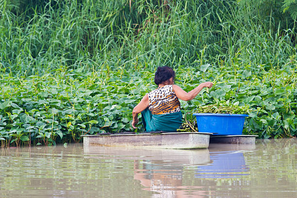 istock old woman rows to pick Water morning glory 183596973