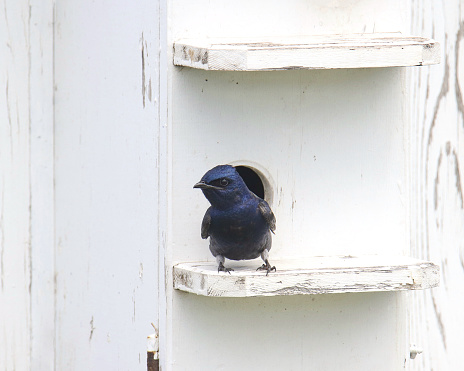 Purple Martin (male) (progne subis) perched at the door of it's house