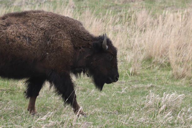 istock Closeup of a Plains Bison (buffalo) walking across a prairie 1835969871