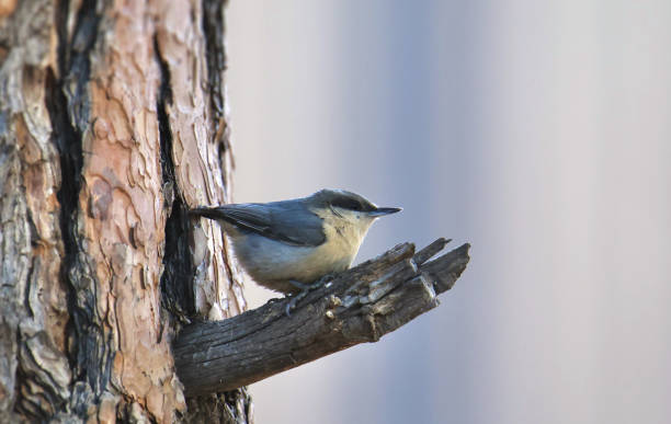 istock Pygmy Nuthatch (sitta pygmaea) perched on a small branch where it joins a big tree trunk 1835970404
