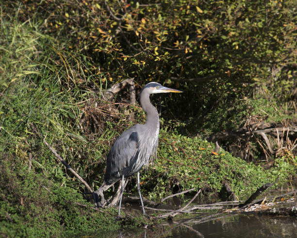 istock Great Blue Heron (ardea herodias) standing at the edge of a pond 1835970936