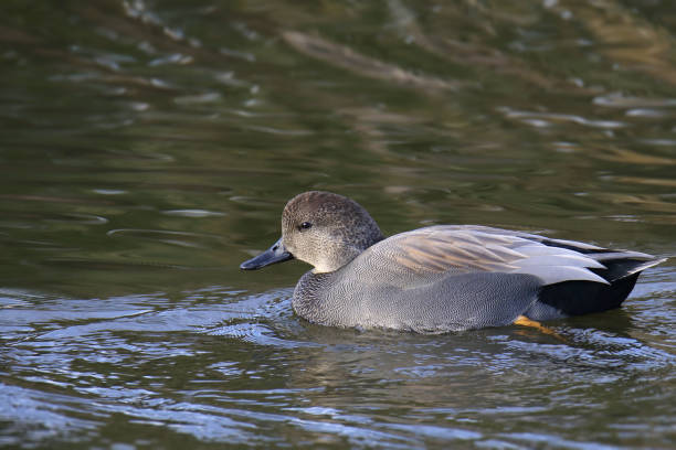 istock Gadwall (male) (anas strepera) swimming in a lake 1835971935