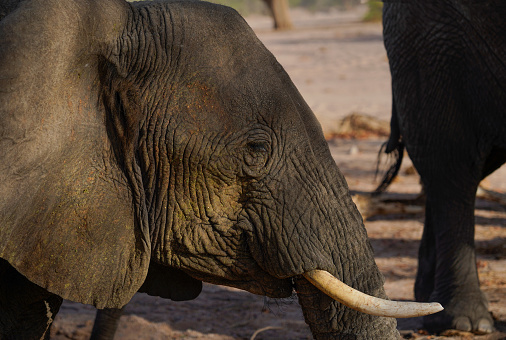 African elephants in the wild, Safari in Damaraland