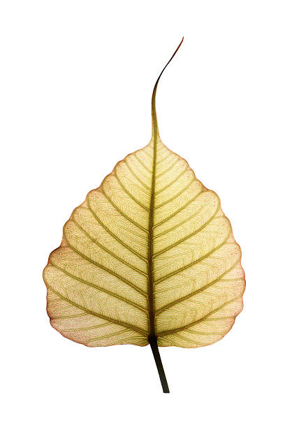 en forme de cœur, peepal ou pipal arbre feuilles isolé sur blanc - peepal photos et images de collection