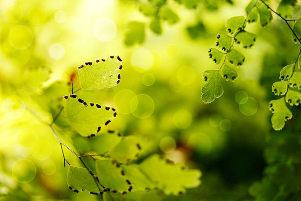 beautiful & bright maidenhair fern leaf closeup ( macro ) stock photo