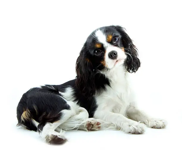 young cavalier kings charles spaniel isolated on white