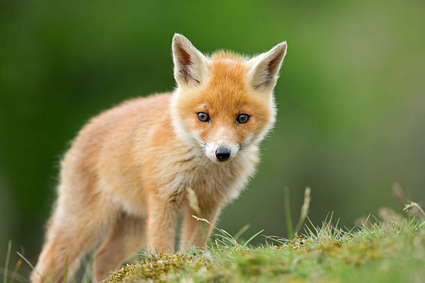 Red fox cub standing on grassy knoll One little red fox cub looks into the camera. fox photos stock pictures, royalty-free photos & images