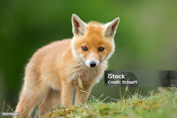 Red Fox Cub Standing On Grassy Knoll Stock Photo - Download Image Now - Cute, Fox, Animal