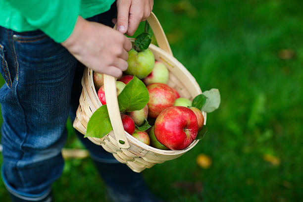 istock Organic apples in a basket 183598244
