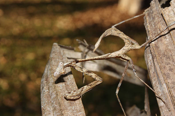 Dead leaf mantis stock photo