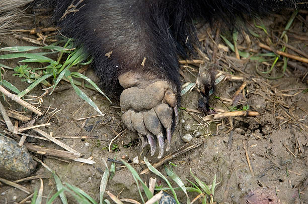 istock Frontbrante of the badger 183598549