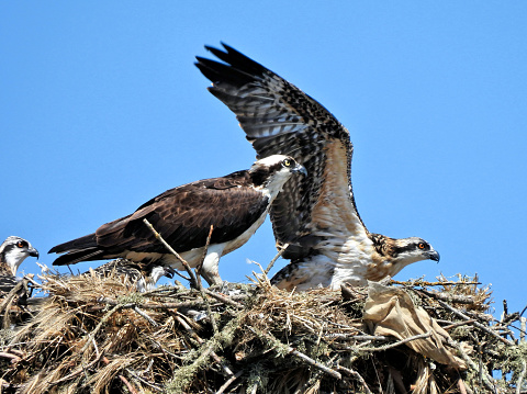 Adult and Young Osprey