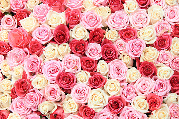 istock White and pink roses in arrangement 183598799