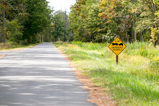 Road sign warning motorists to watch out for endangered Delmarva Peninsula Fox Squirrels at Blackwater National Wildlife Refuge, Maryland
