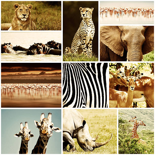 istock African Animals Safari Collage 183598890