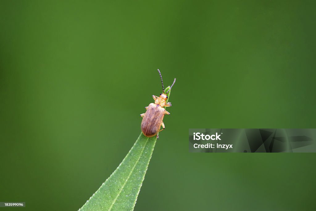 Käfer auf Grünes Blatt - Lizenzfrei Bildhintergrund Stock-Foto