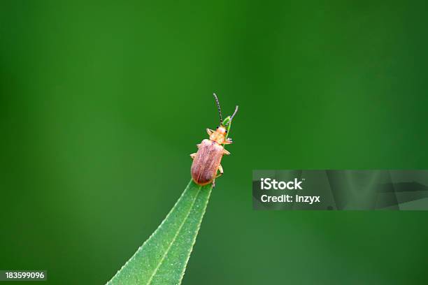 Käfer Auf Grünes Blatt Stockfoto und mehr Bilder von Bildhintergrund - Bildhintergrund, Bildung, Biologie
