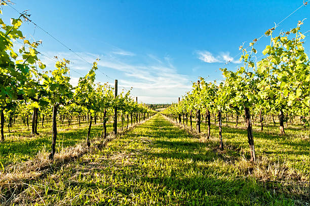 istock Vineyards and fields in Reggio Emilia hills 183599186