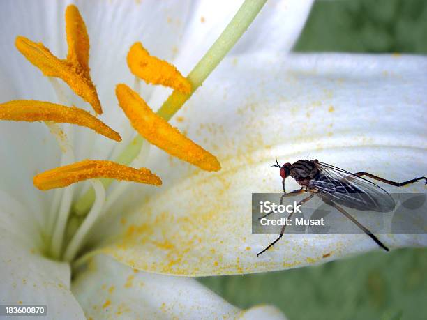 Foto de Flor De Lírio Branco E Voe e mais fotos de stock de Amarelo - Amarelo, Asa animal, Branco