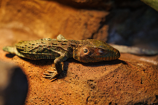 A close-up shot of a Northern caiman lizard on a branch