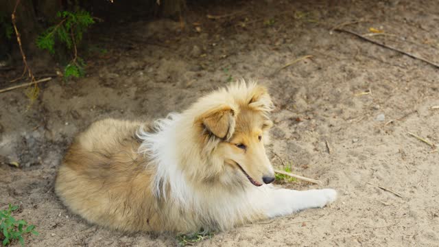 Lonely lassie dog laying on sandy ground, motion forward view