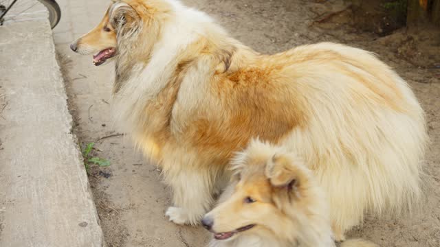 Family of majestic rough collie outdoors, motion view
