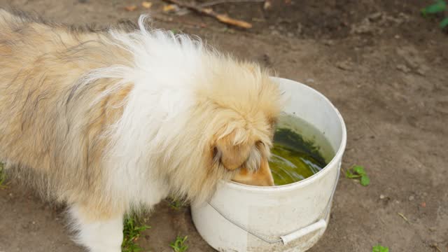 Rough collie drinking water from bucket in countryside home