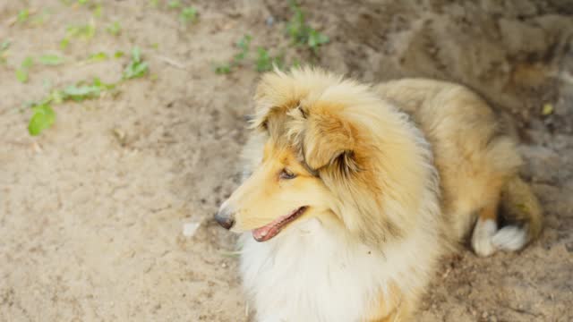 Rough collie dog laying on sandy ground, close up handheld view