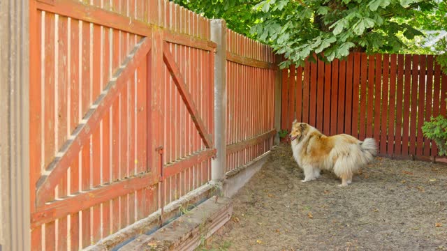 Beautiful rough collie barking near wooden fence in countryside yard