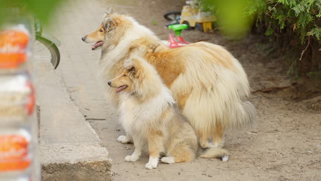 Beautiful rough collie family with young doggy standing outdoors